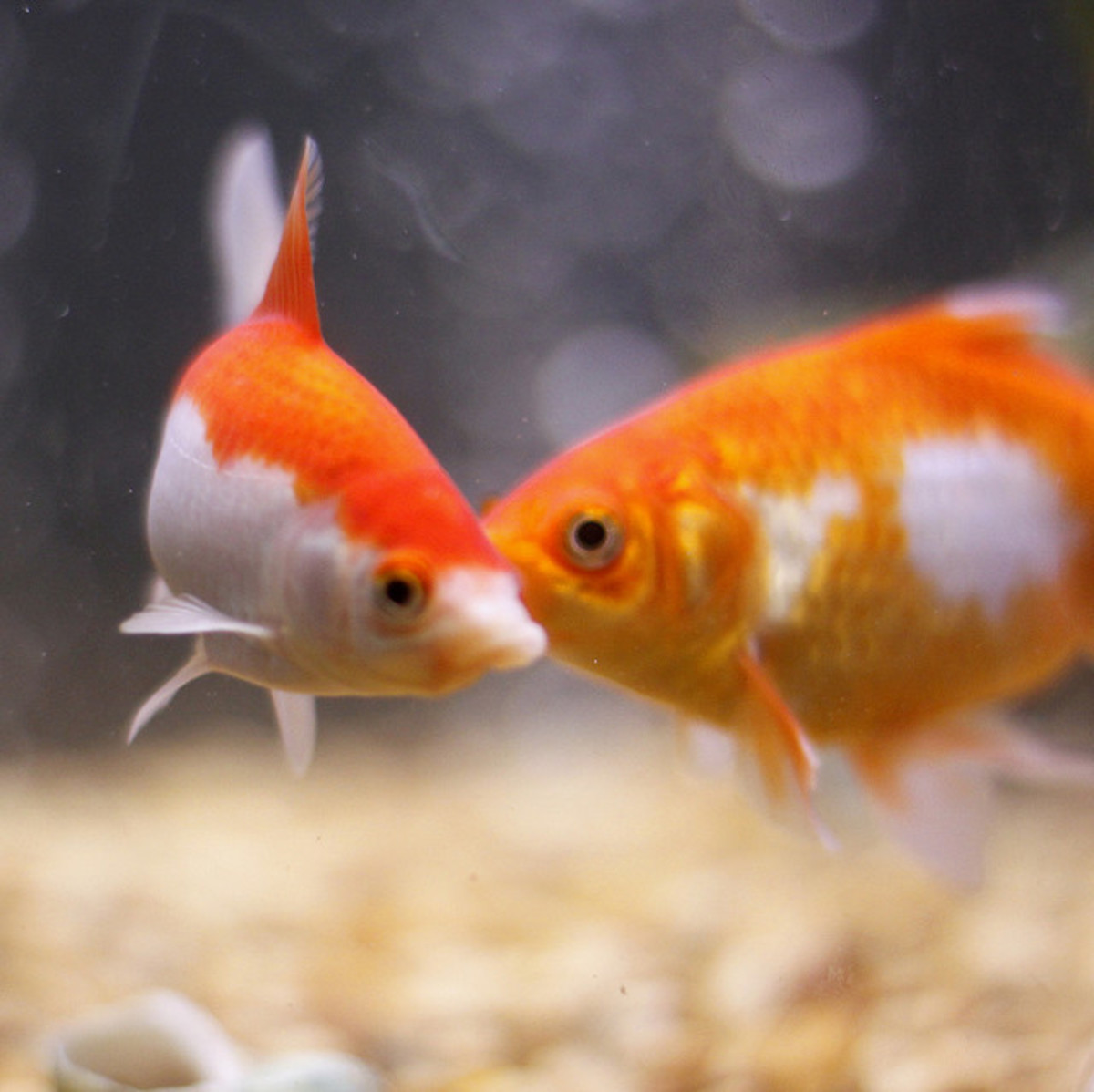 cute goldfish names