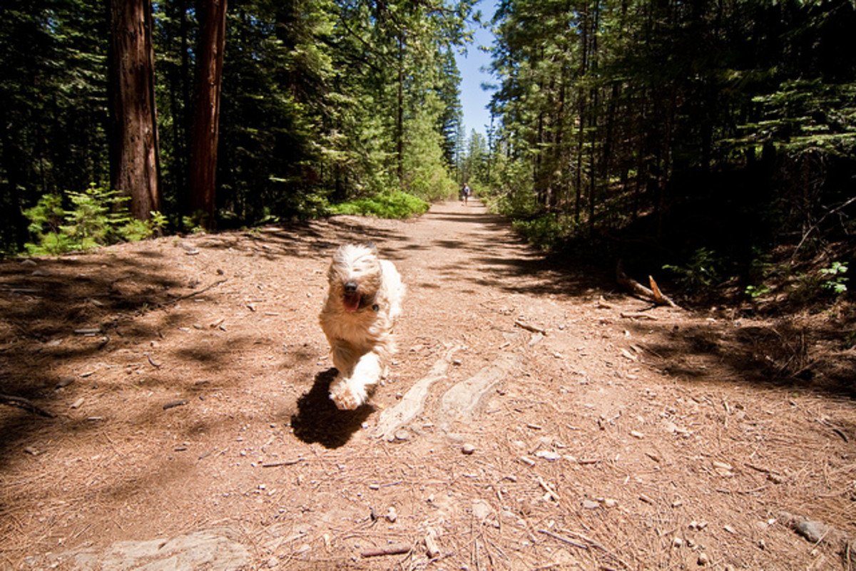 Dogs can get a lot of ticks in the woods. It's a high-risk area!