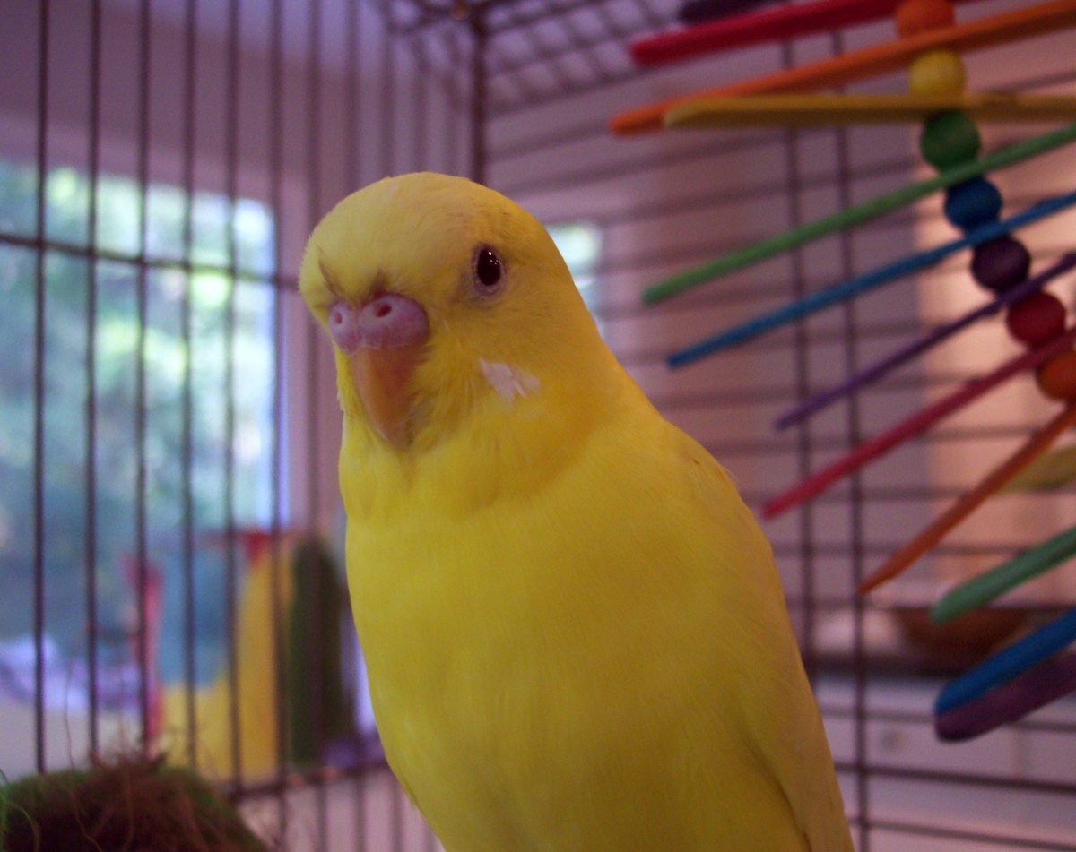 "Lemon" was not a very active bird until another bird was added to her cage.