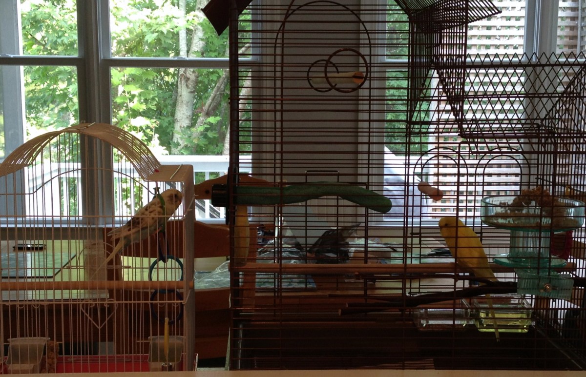 How to Prepare to Adopt a Bird and Bring Your New Pet Home PetHelpful