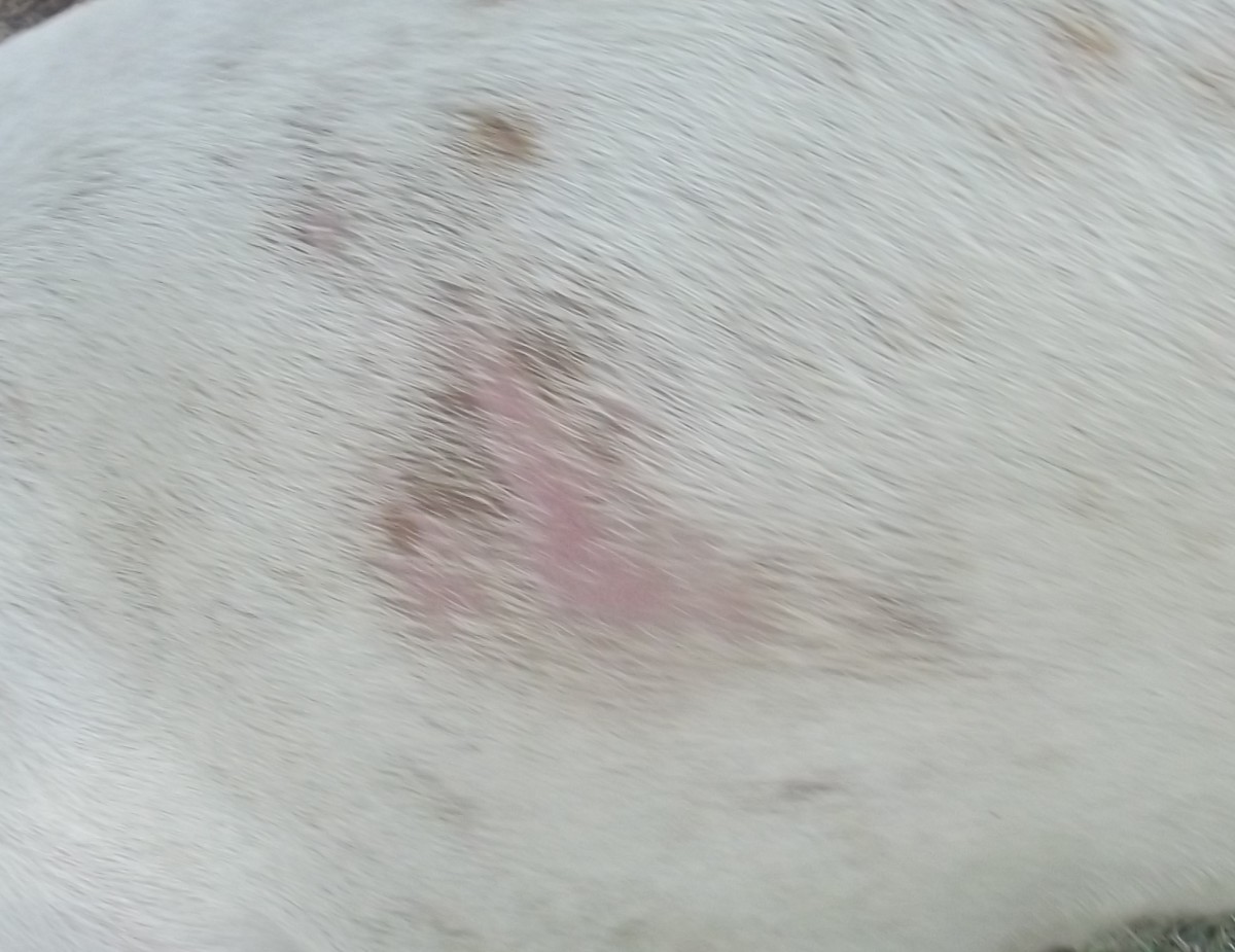 Demodectic mange may start with some hair loss and red skin, but most dog
owners ignore this at first.