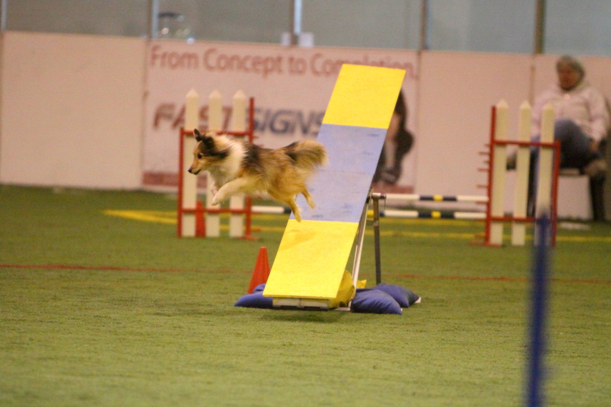 second hand dog agility equipment