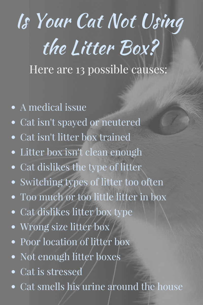 A list of common reasons why a cat might not be using the litter box.