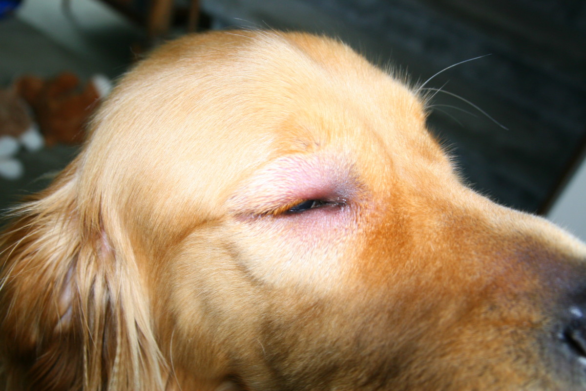 An early warning sign for a severe allergic reaction is swelling. Our dog's eyes swelled nearly shut shortly after he was stung.