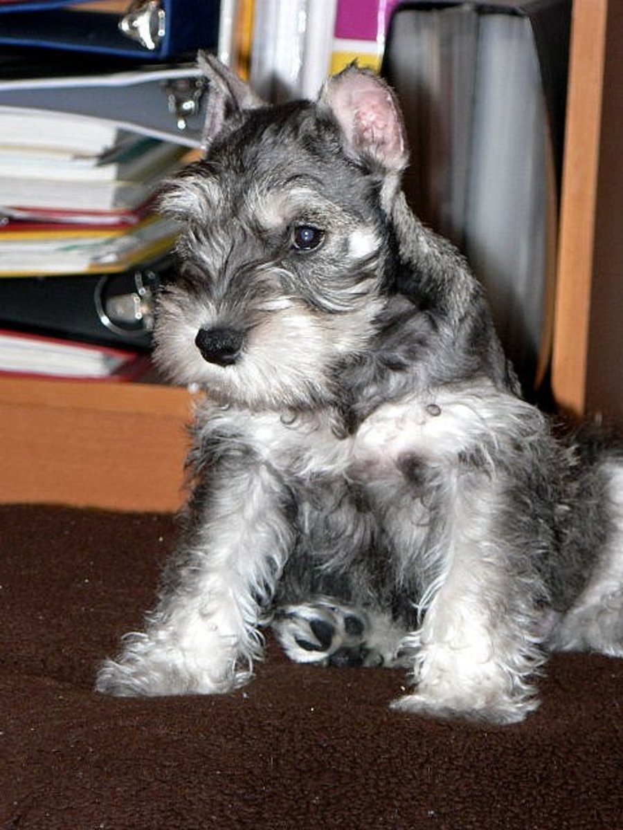 A Miniature Schnauzer can be a great dog in an apartment.