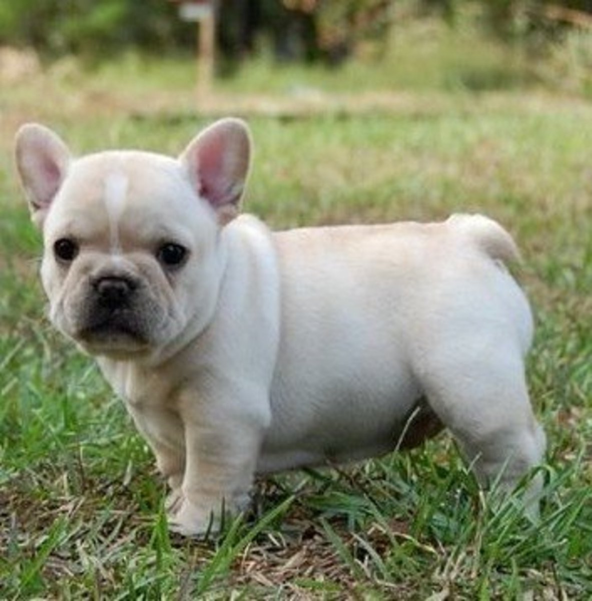 French Bulldogs don't bark a lot and are famous for sleeping it off!