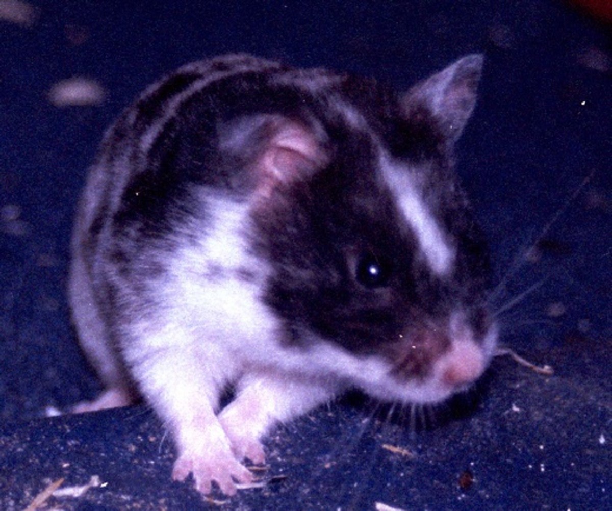 Piebald Syrian Hamster - the pattern is known as 'dominant spot'
