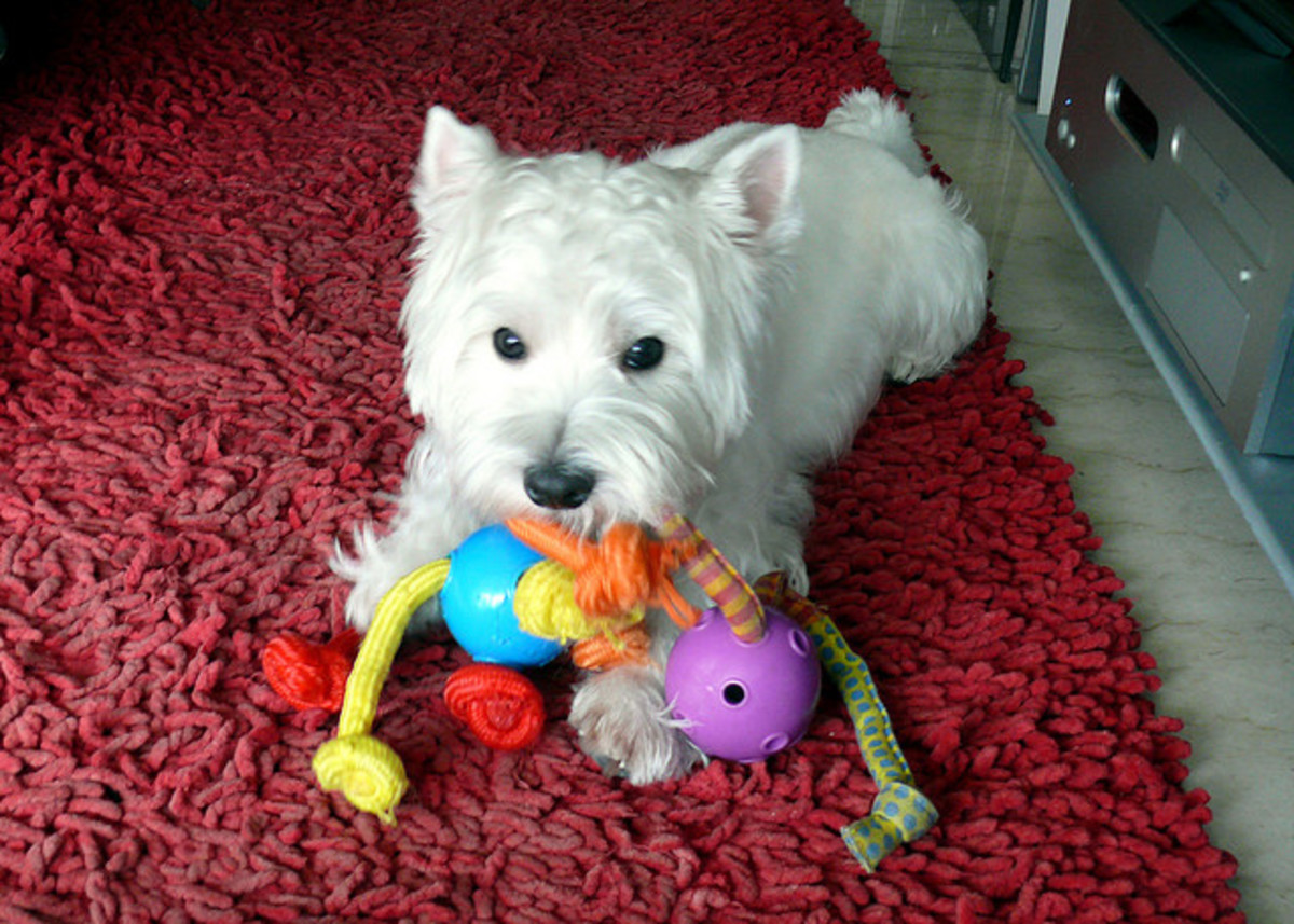 Does your dog have a favorite toy? It can help decrease barking.