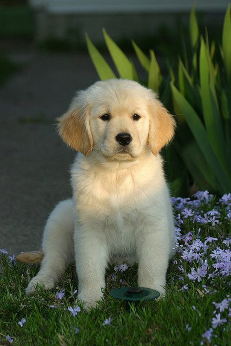 Miniature Golden Retriever Puppies For Sale In Alabama ...