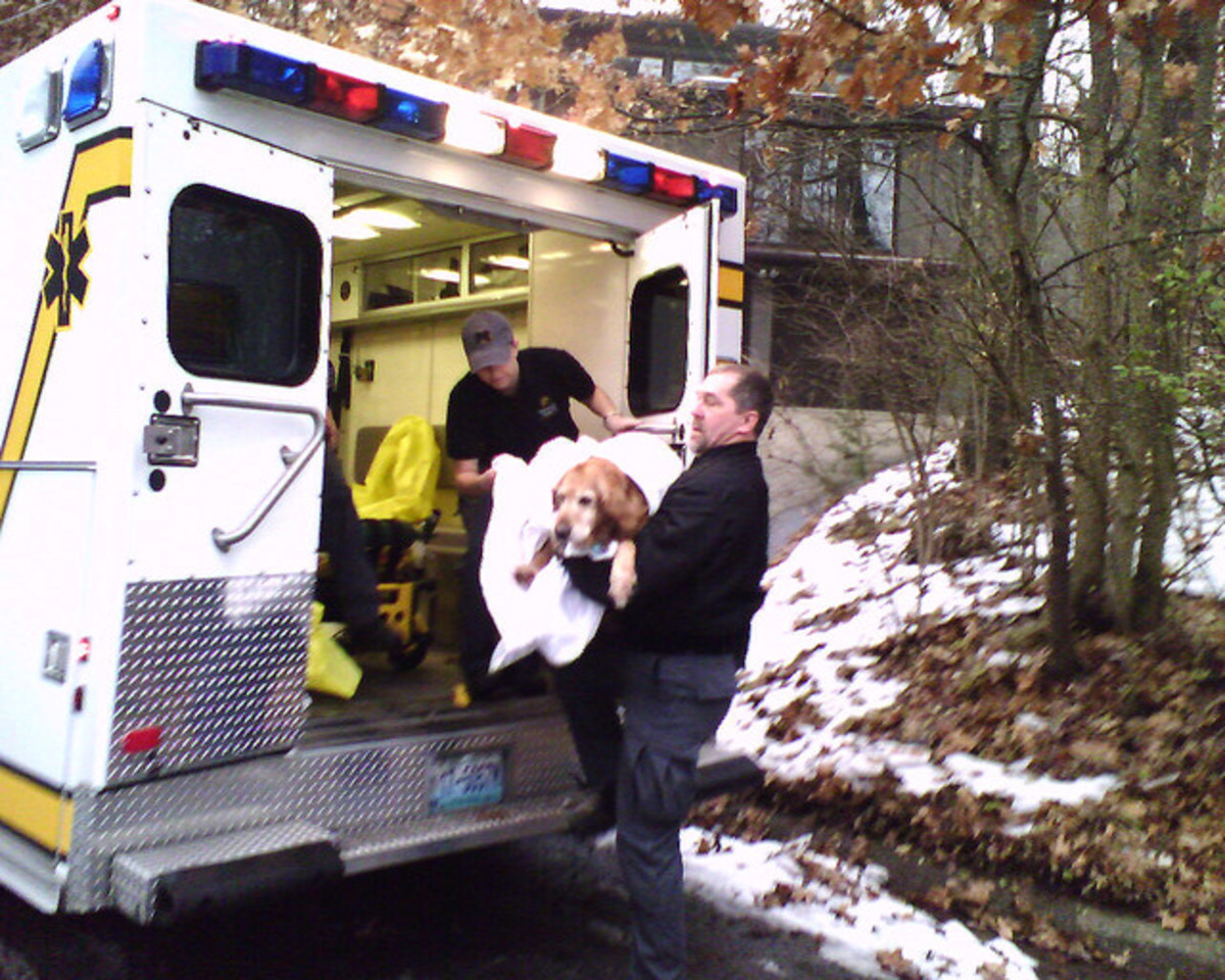 The ambulance will usually not come and save your dog.
