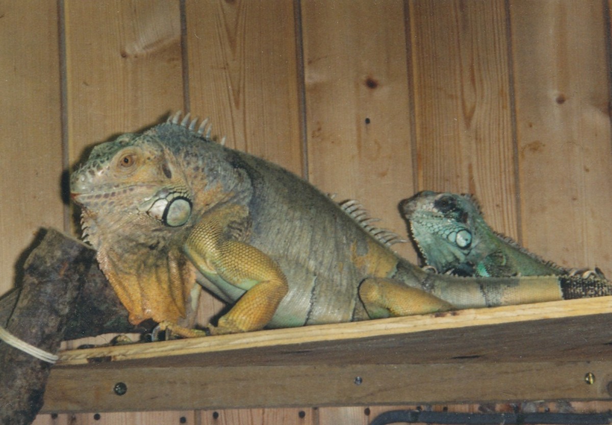 Green iguanas are vegetarian, but they're not recommended as your first lizard.