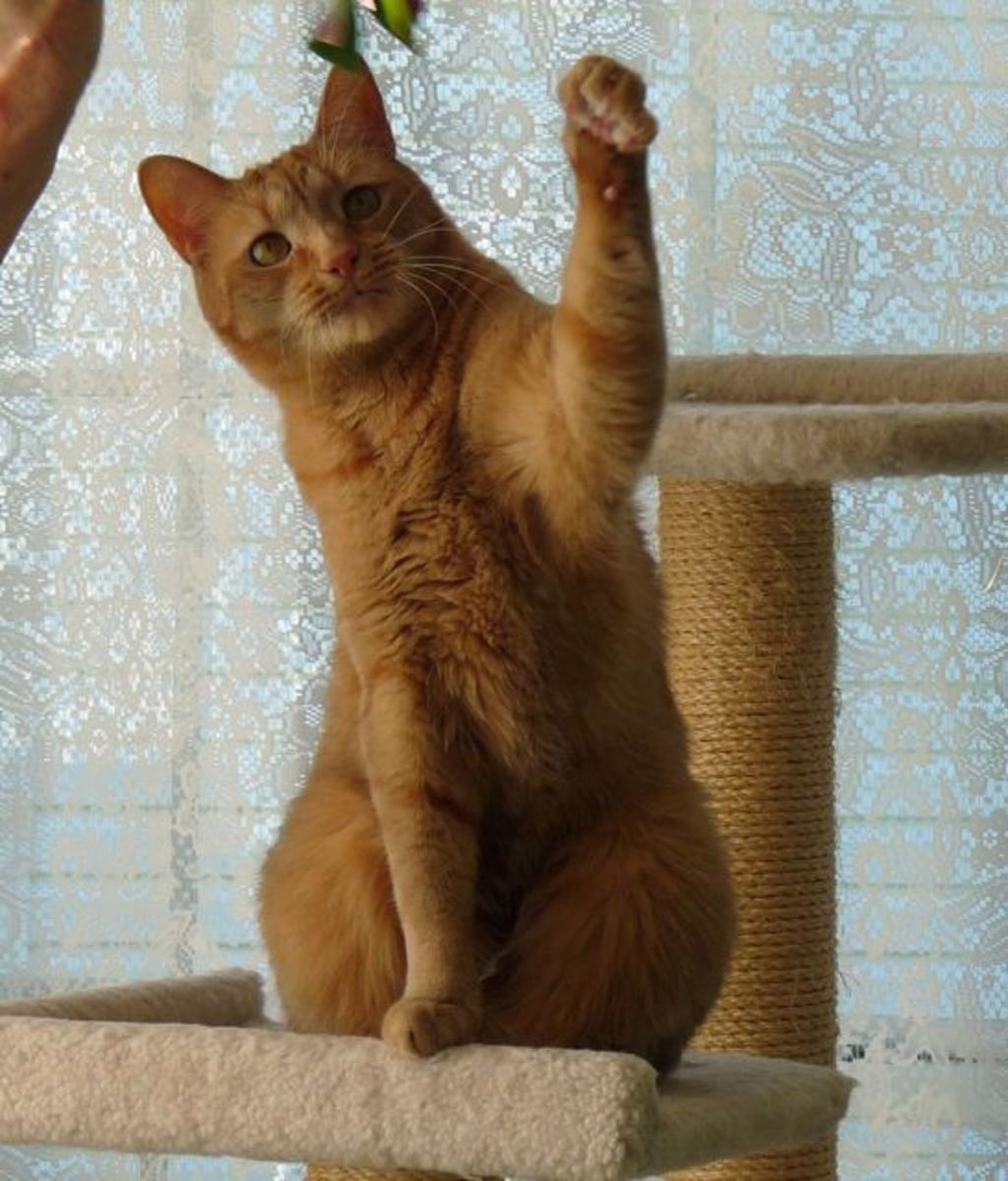 taking care of cats 101