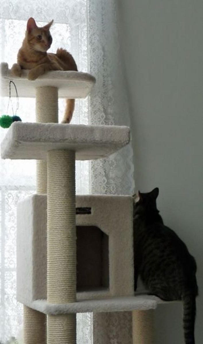Cat trees provide a place to nap, play and scratch.