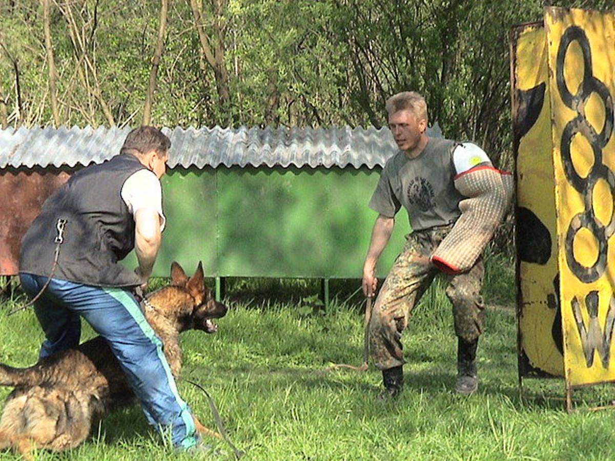 Personal protection dog training.