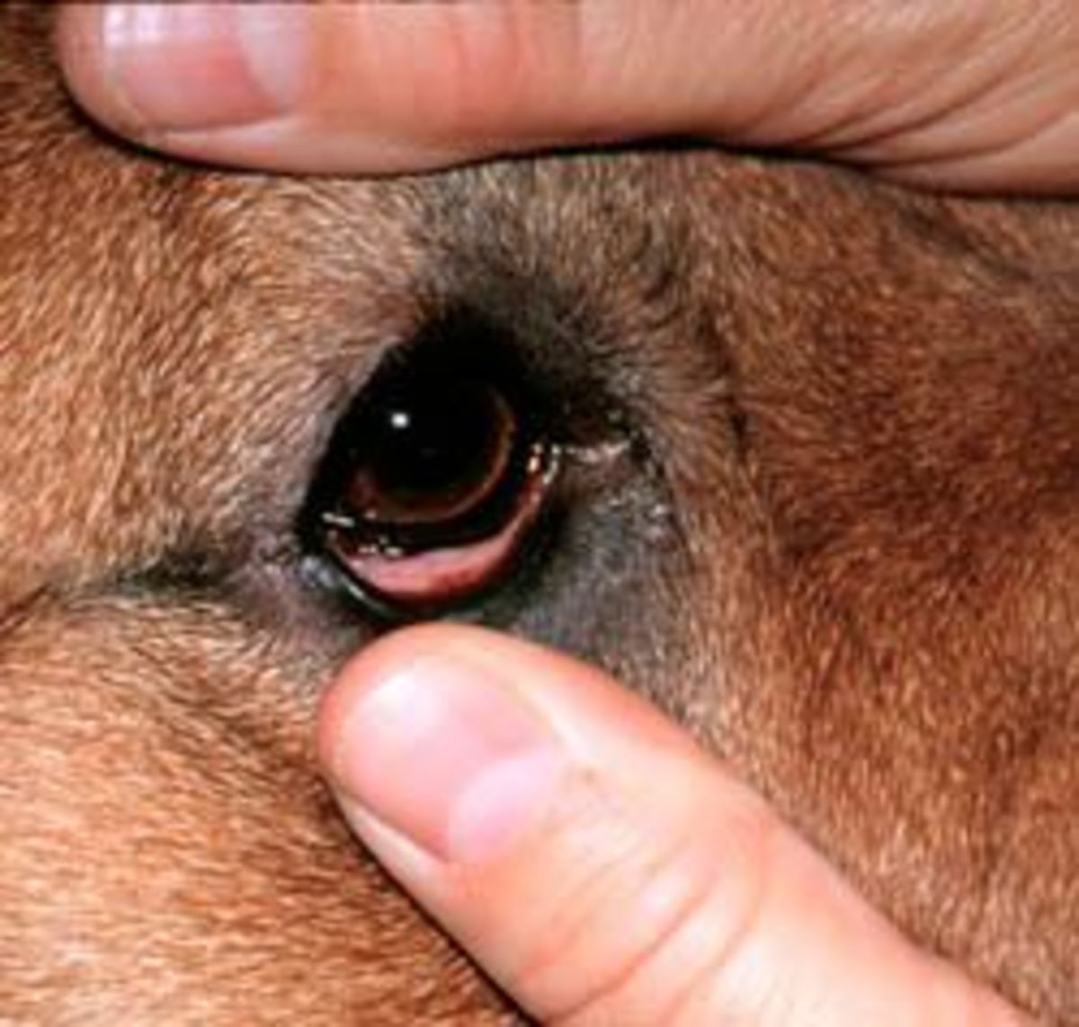 A dog with conjunctivitis