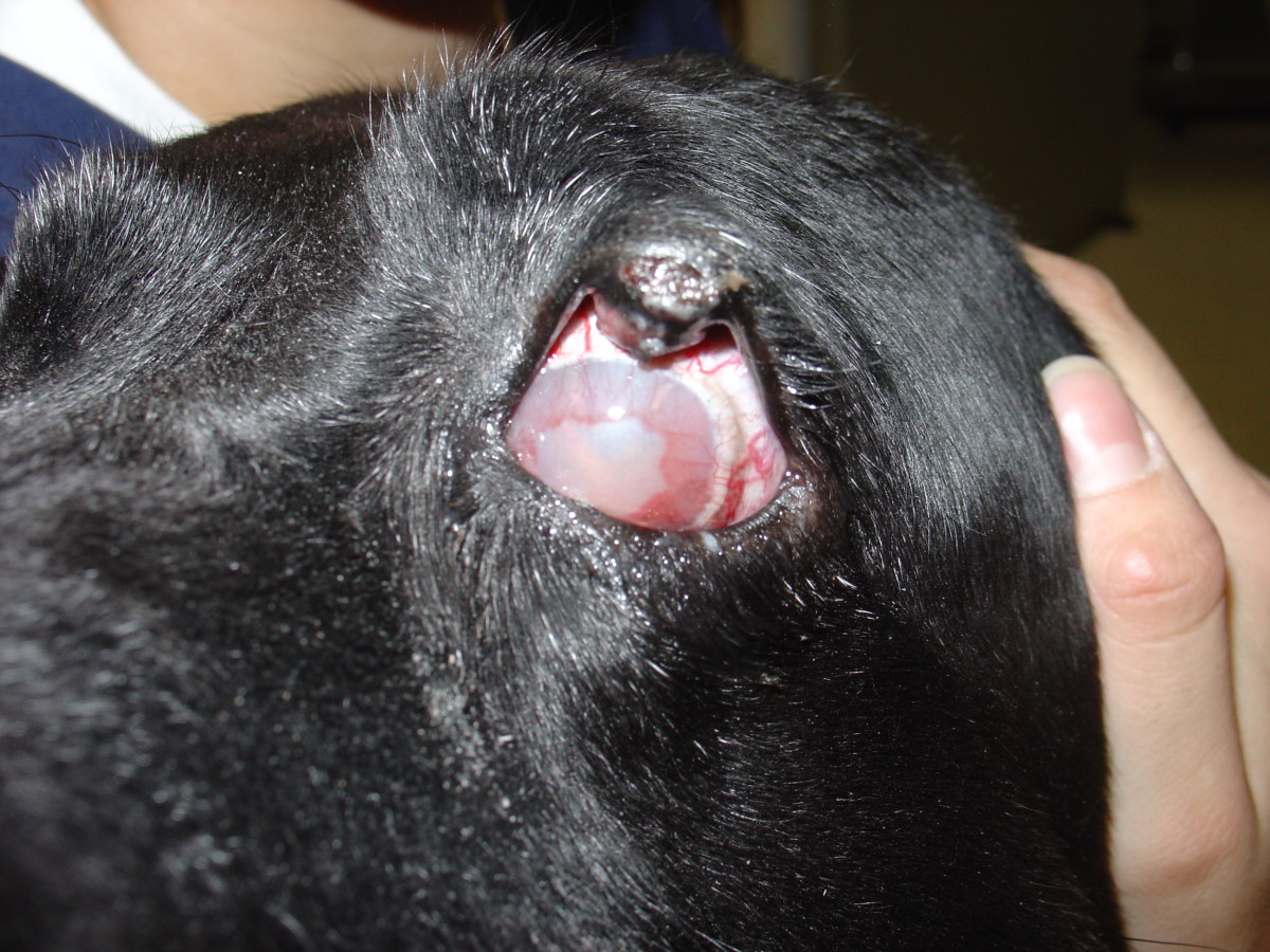 A dog with glaucoma