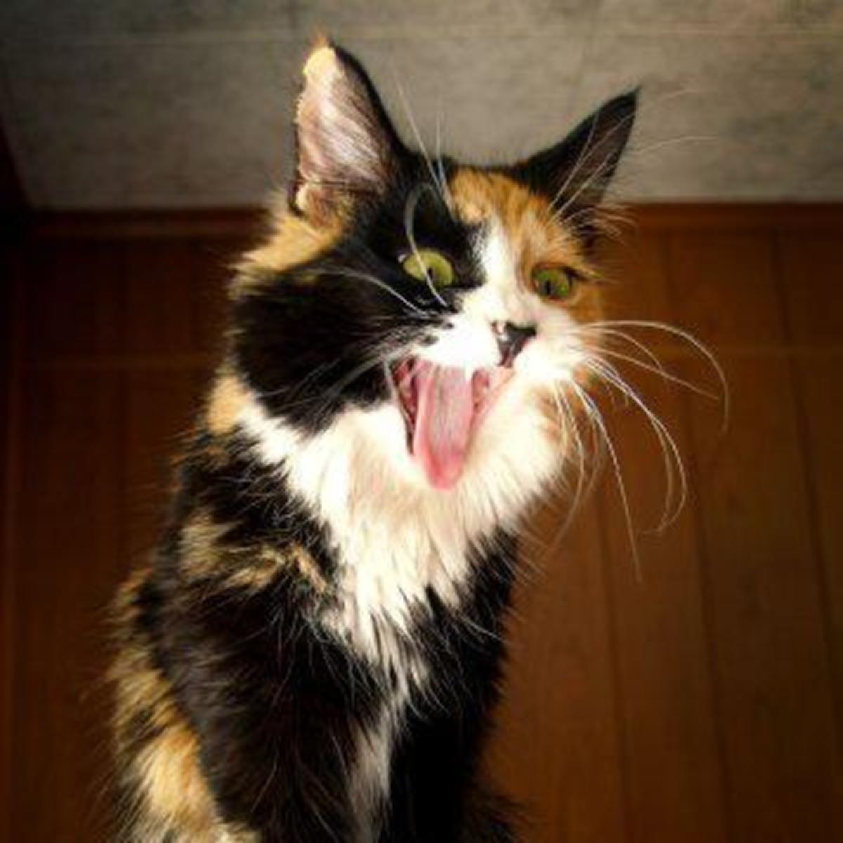 Some people think calico cats have a higher tendency of being ill-tempered. 