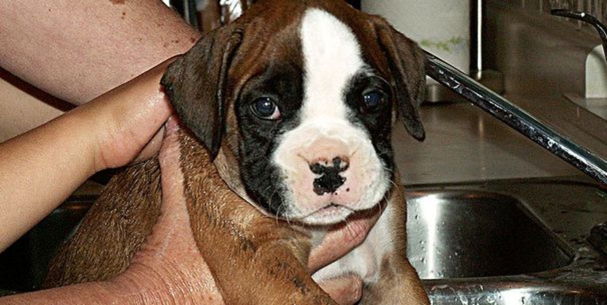 All puppies, like this Boxer, take a lot of work.