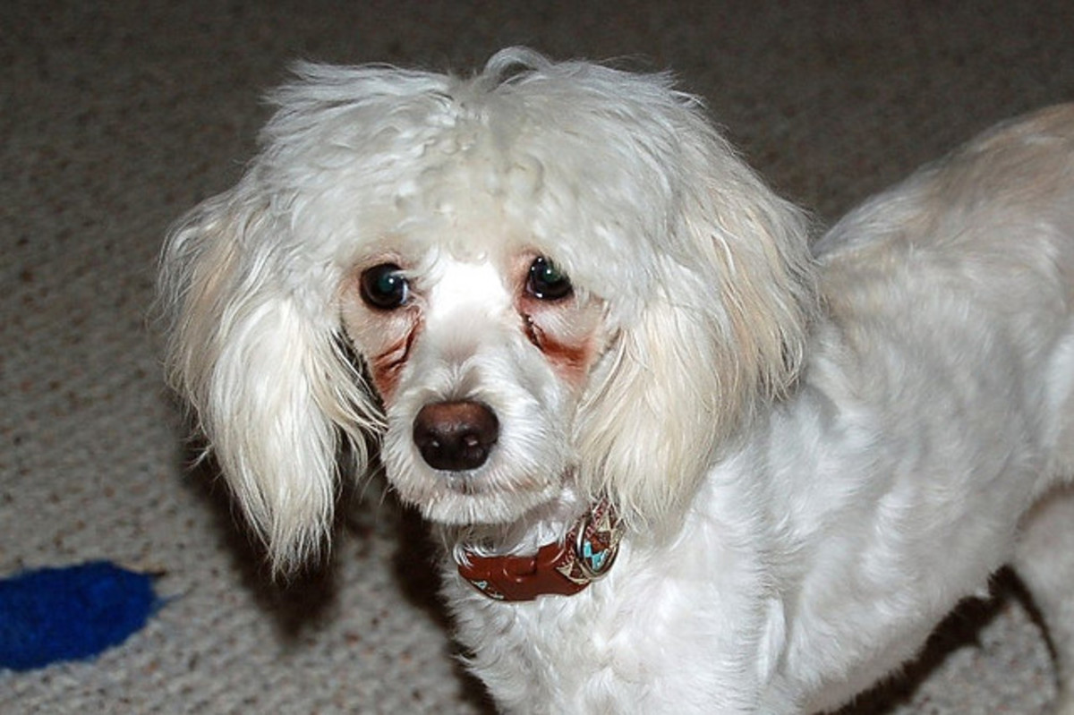 How To Naturally Remove Tear Stains From The Fur On Your Dog's Face -  Pethelpful