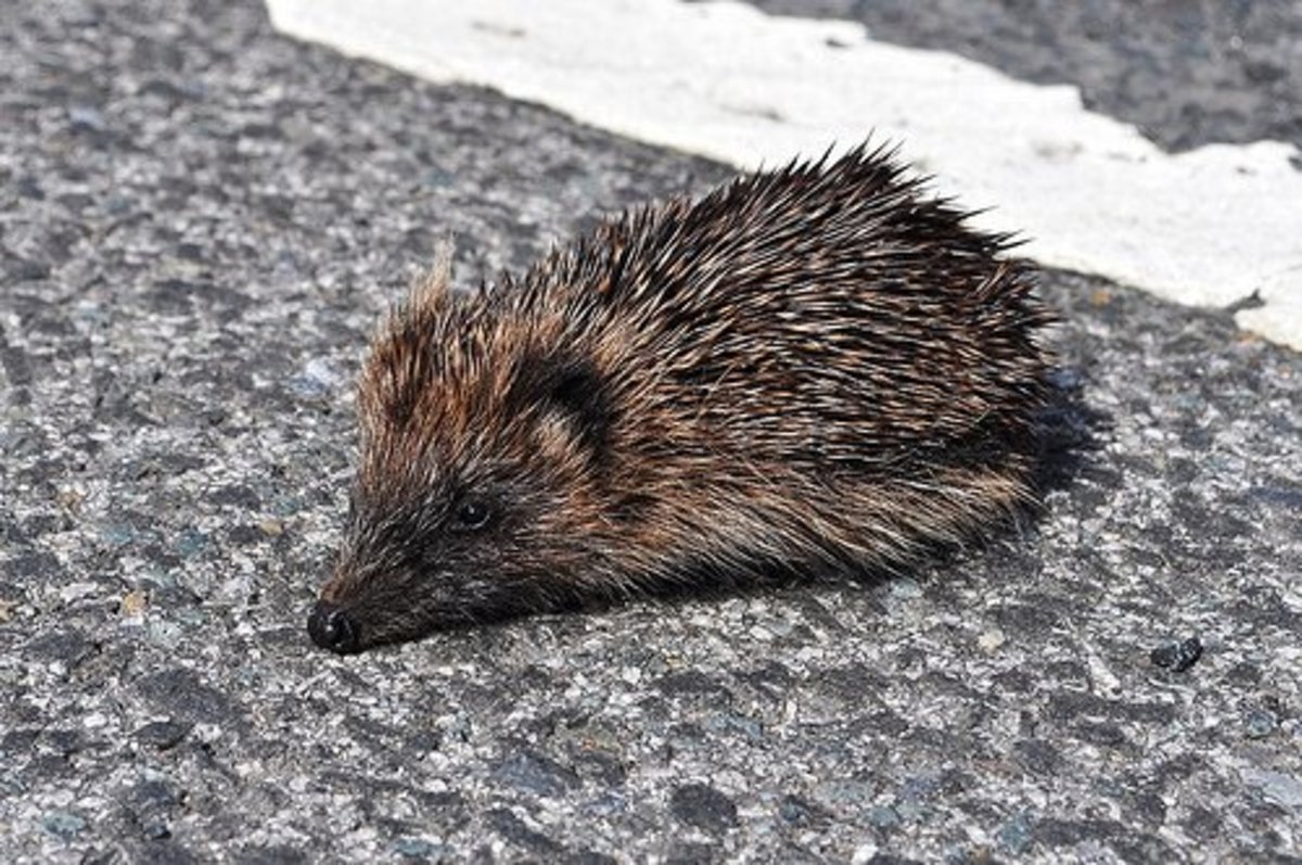 Here's a photo of Prickles, the little Hedgehog, which just wandered across the road, totally oblivious to the traffic