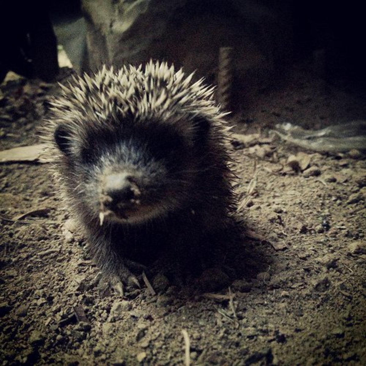 Hedgehog Foraging at Night