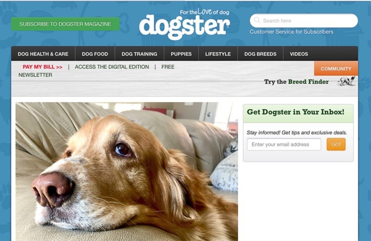 Four Useful Websites for Dog Lovers Descriptions and Ratings