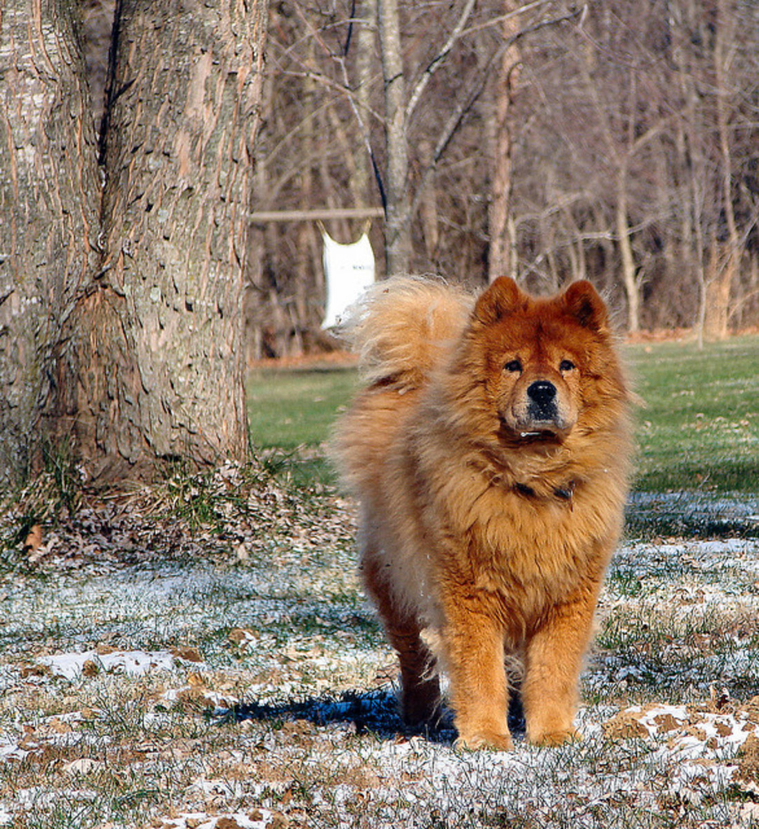 How To Train A Dog To Guard Your House PetHelpful