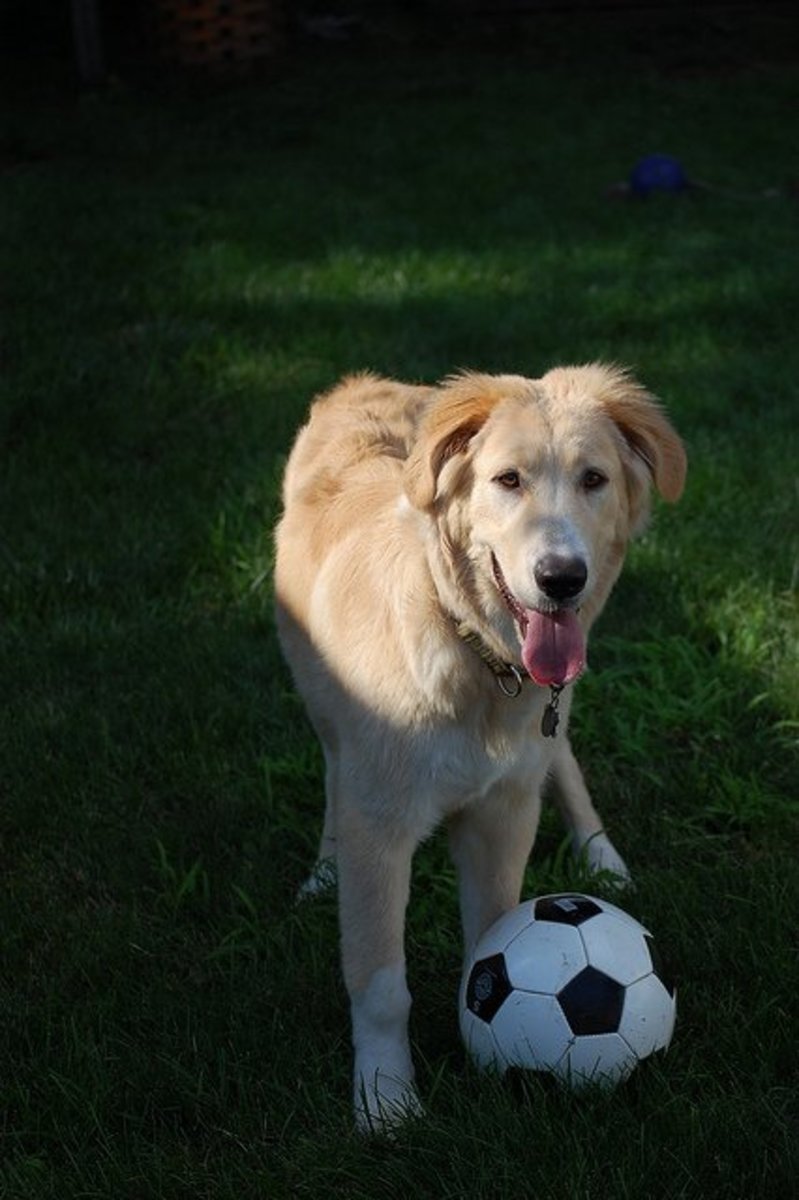 Of course all dogs in Brazil must know how to play football.