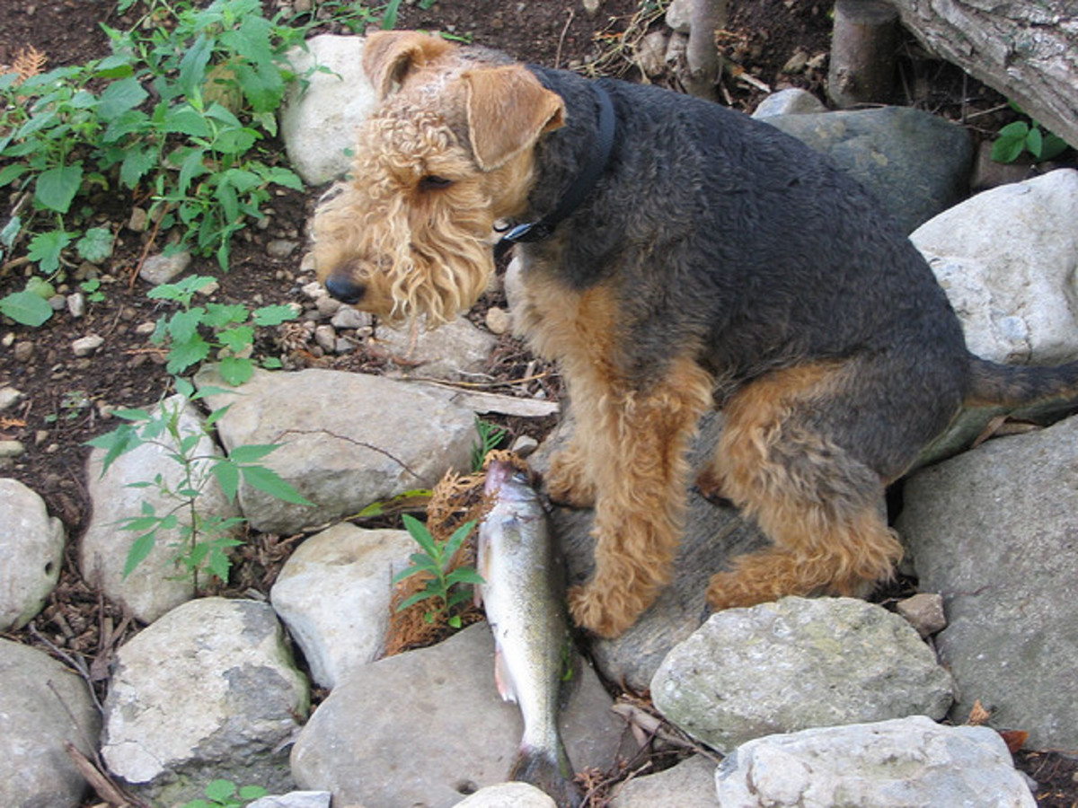 Dogs in Brazil should learn how to fish.