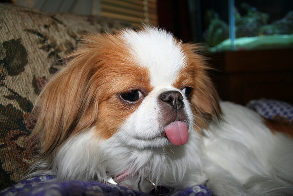 A Japanese Chin is a good choice if you want a small breed dog.
