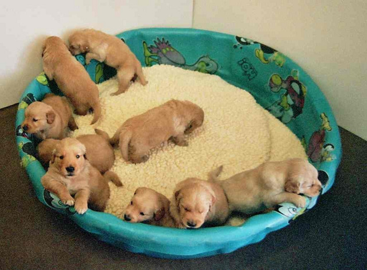 How to Set up a Whelping Box and Whelp Puppies Successfully - PetHelpful