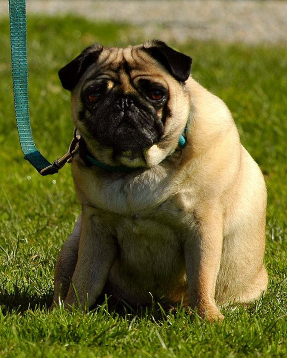 An overweight Pug is not a happy dog.