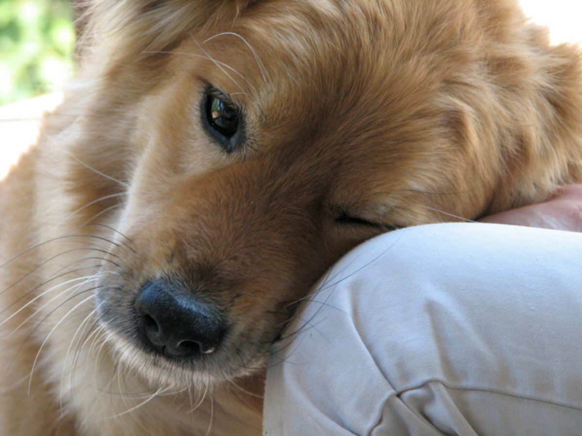 If you're concerned about your dog's symptoms, seek veterinary assistance immediately.