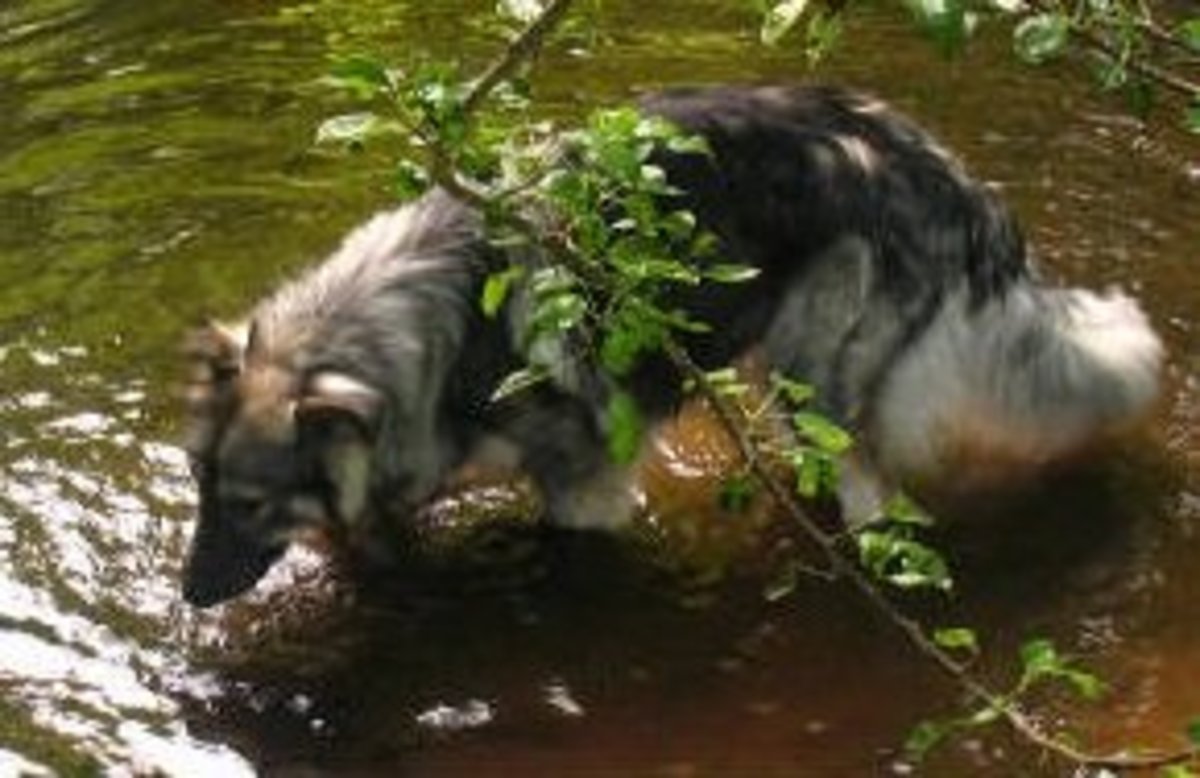 Alsatian store wolf dog