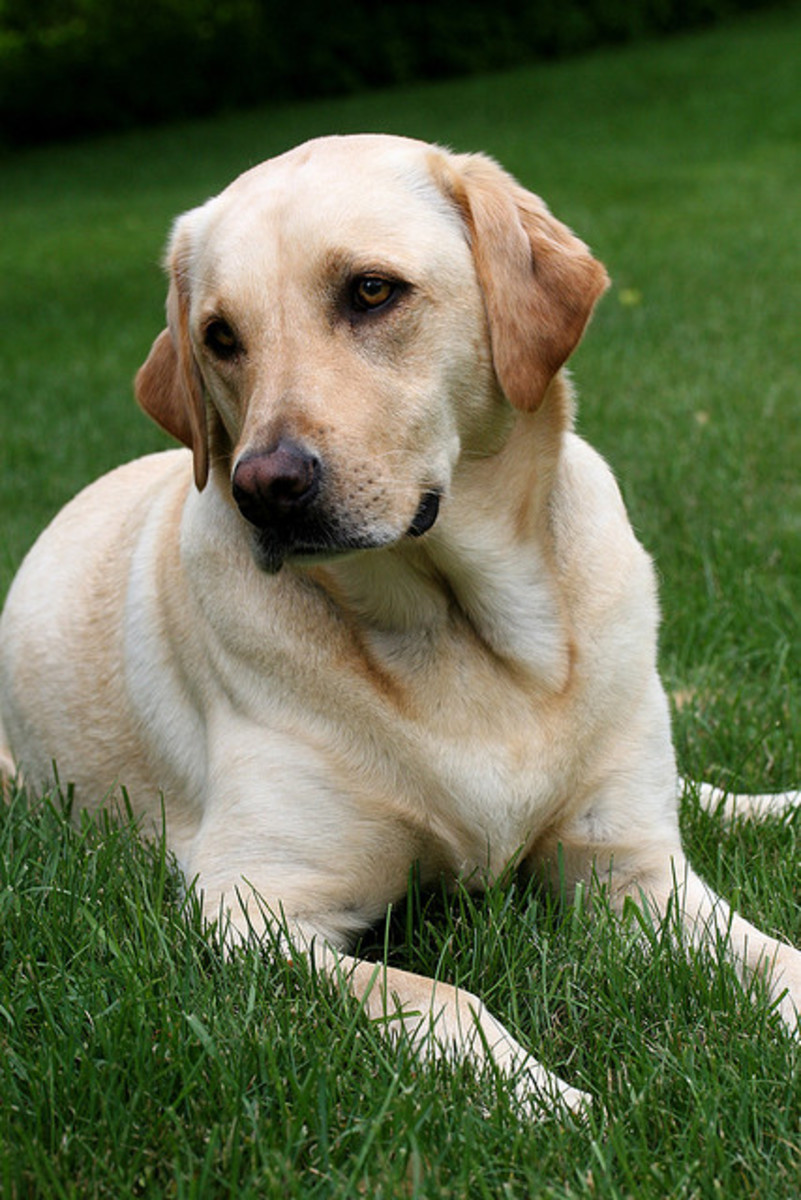 The yellow lab, classic and faithful.