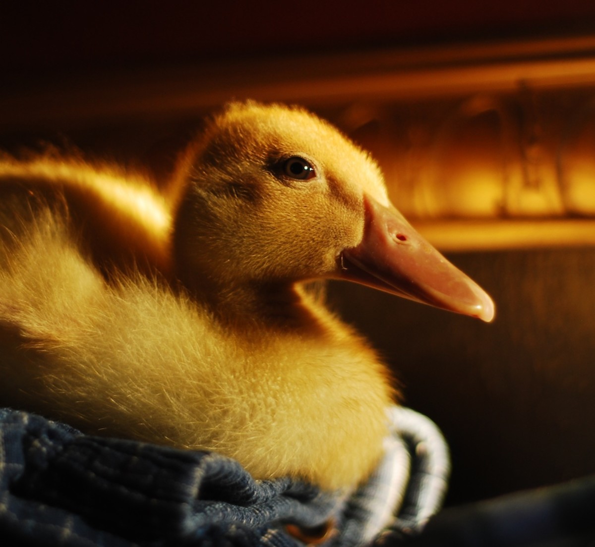 Imprinted buff Orpington duckling Louise rests on the back of the sofa. (Photo by Shanti Perez)