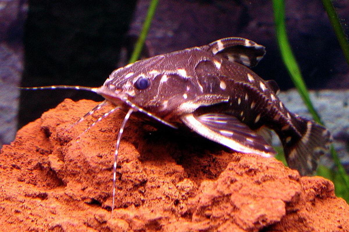 A Spotted Raphael is a great freshwater tank bottom feeder that will clean up excess foods. 