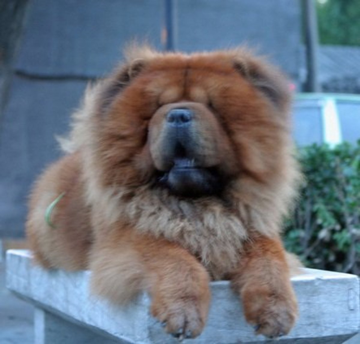 20+ Great Chinese Names for Your Special Dog's Personality PetHelpful