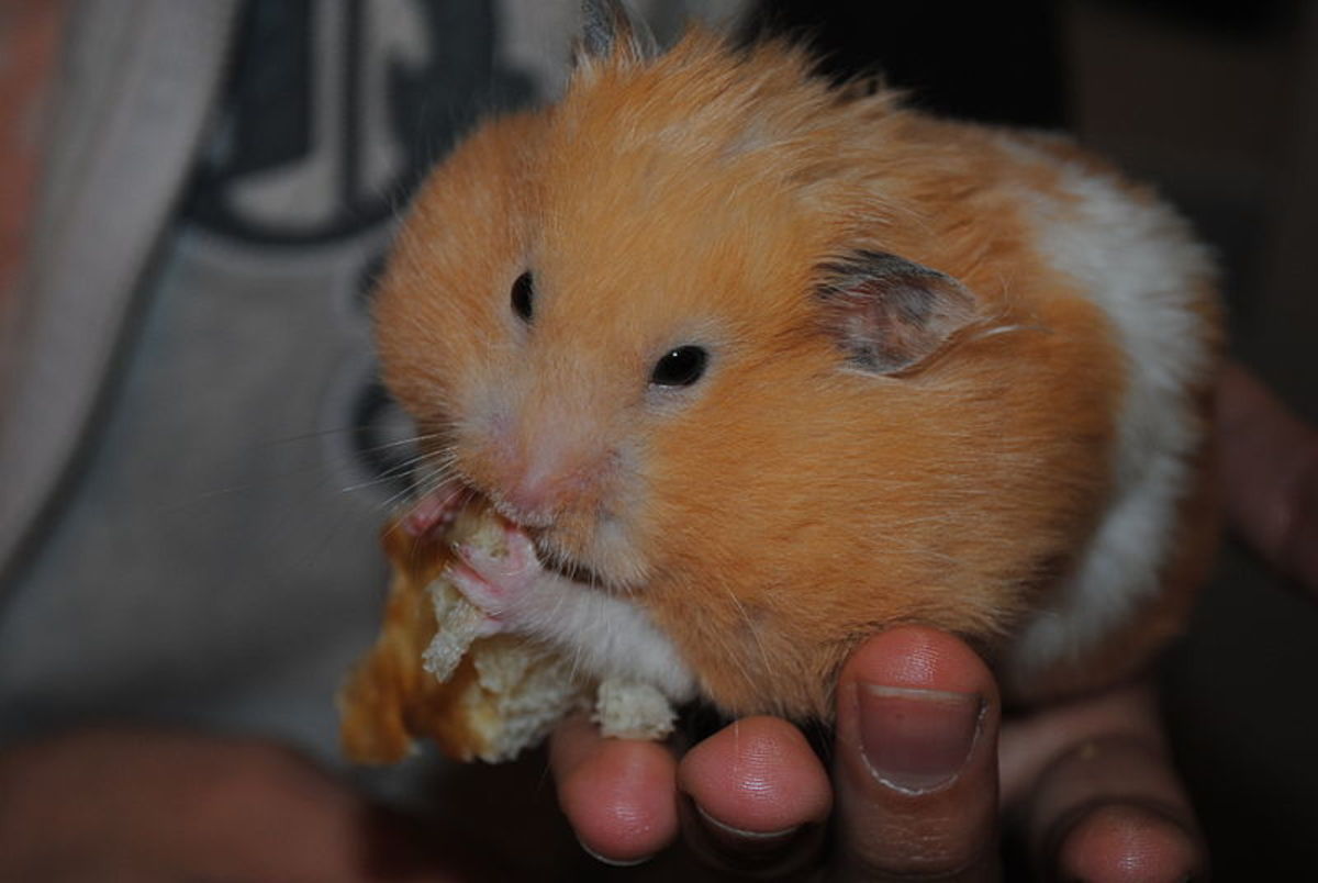 A happy hamster eating and stuffing his cheeks.