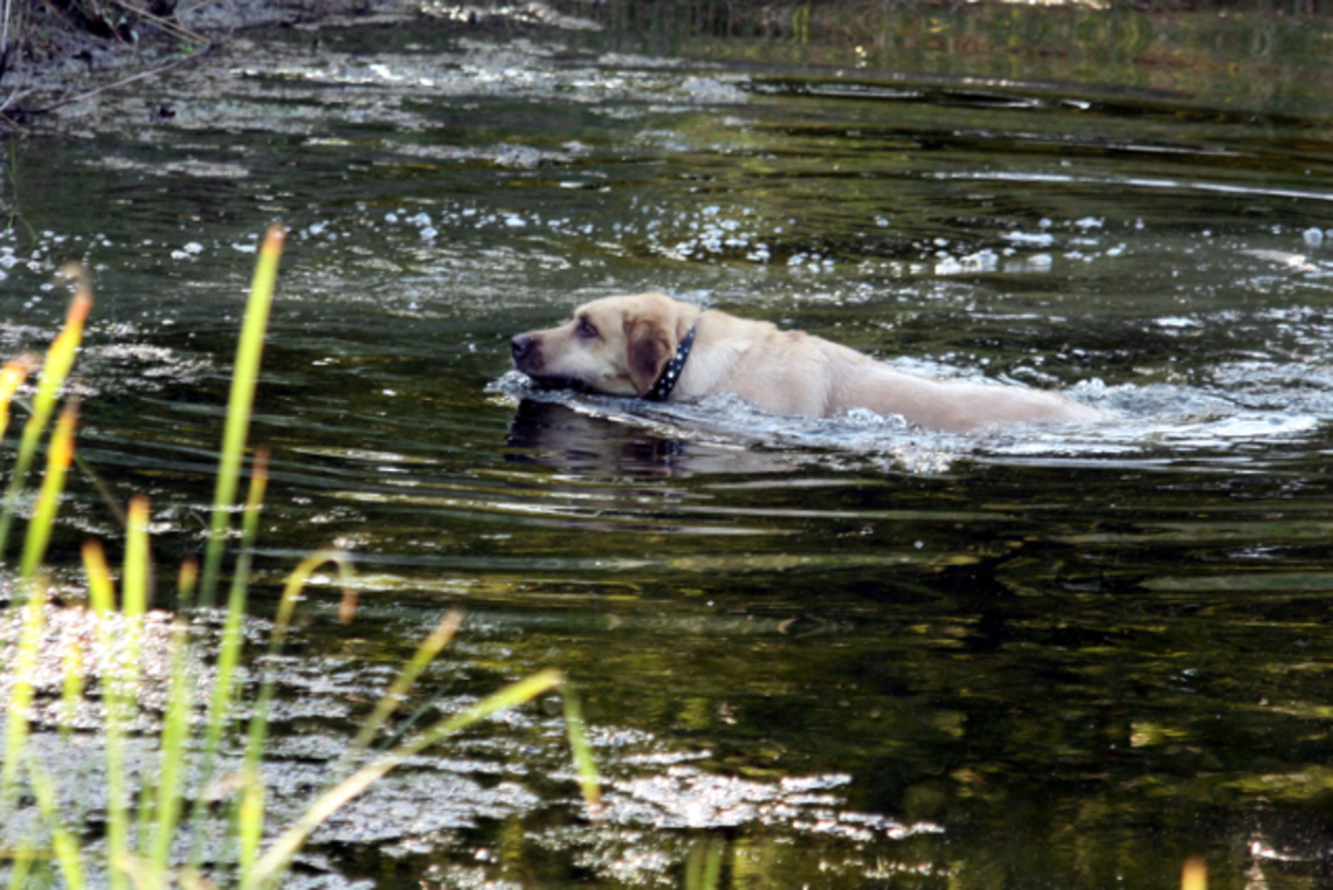 Sadie swimming in the pond.