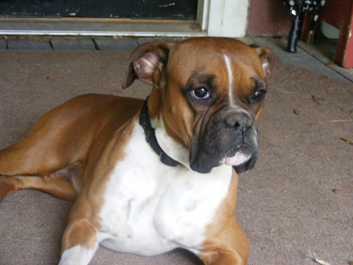 A sweet female Boxer....what would you name her?