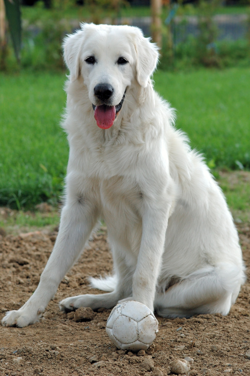 Great Pyrenees Great Pyrenees