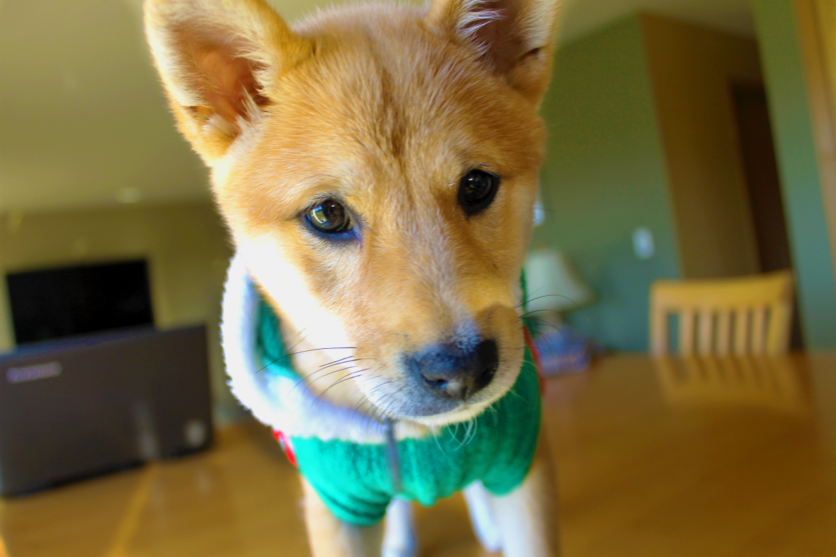 An Akita pup in a nice sweater.