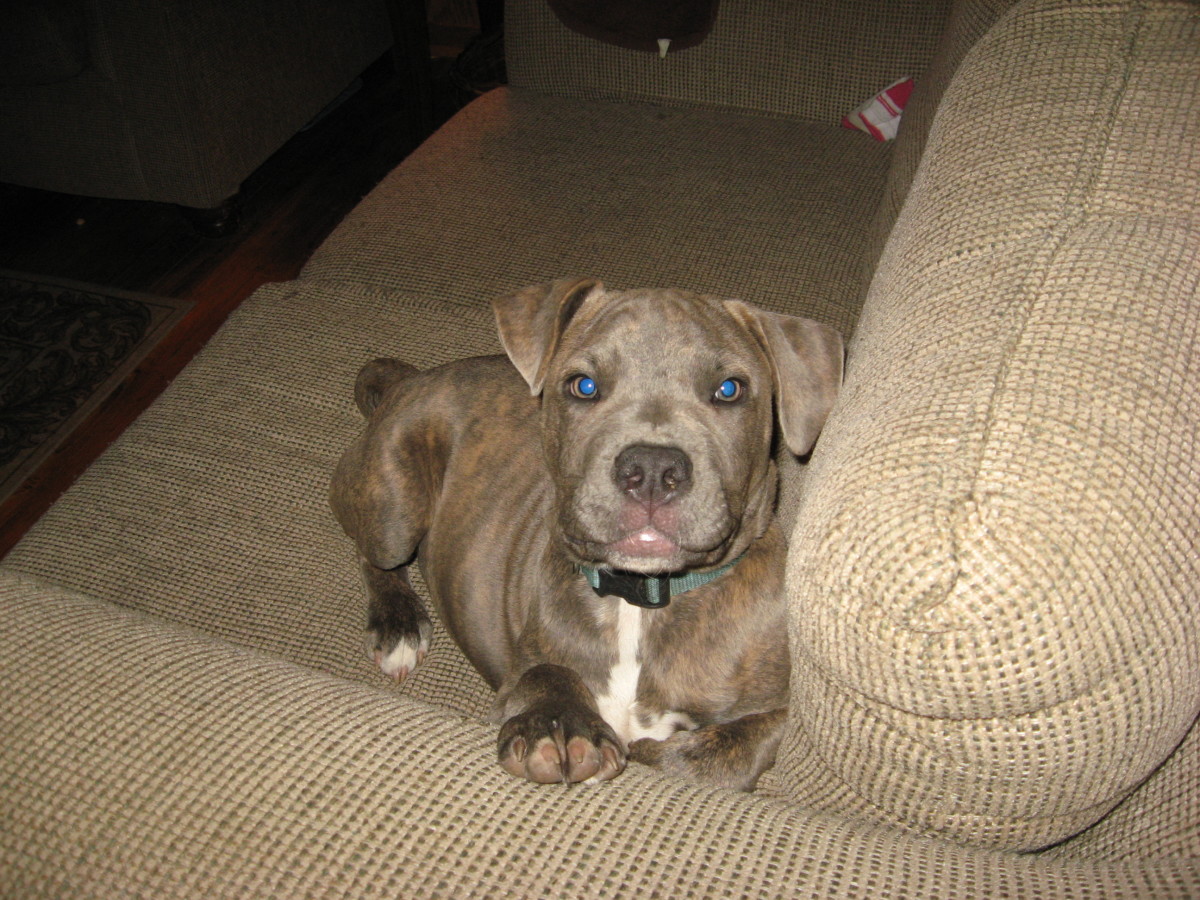 A Pit pup with a gray coat and beautiful blue eyes.