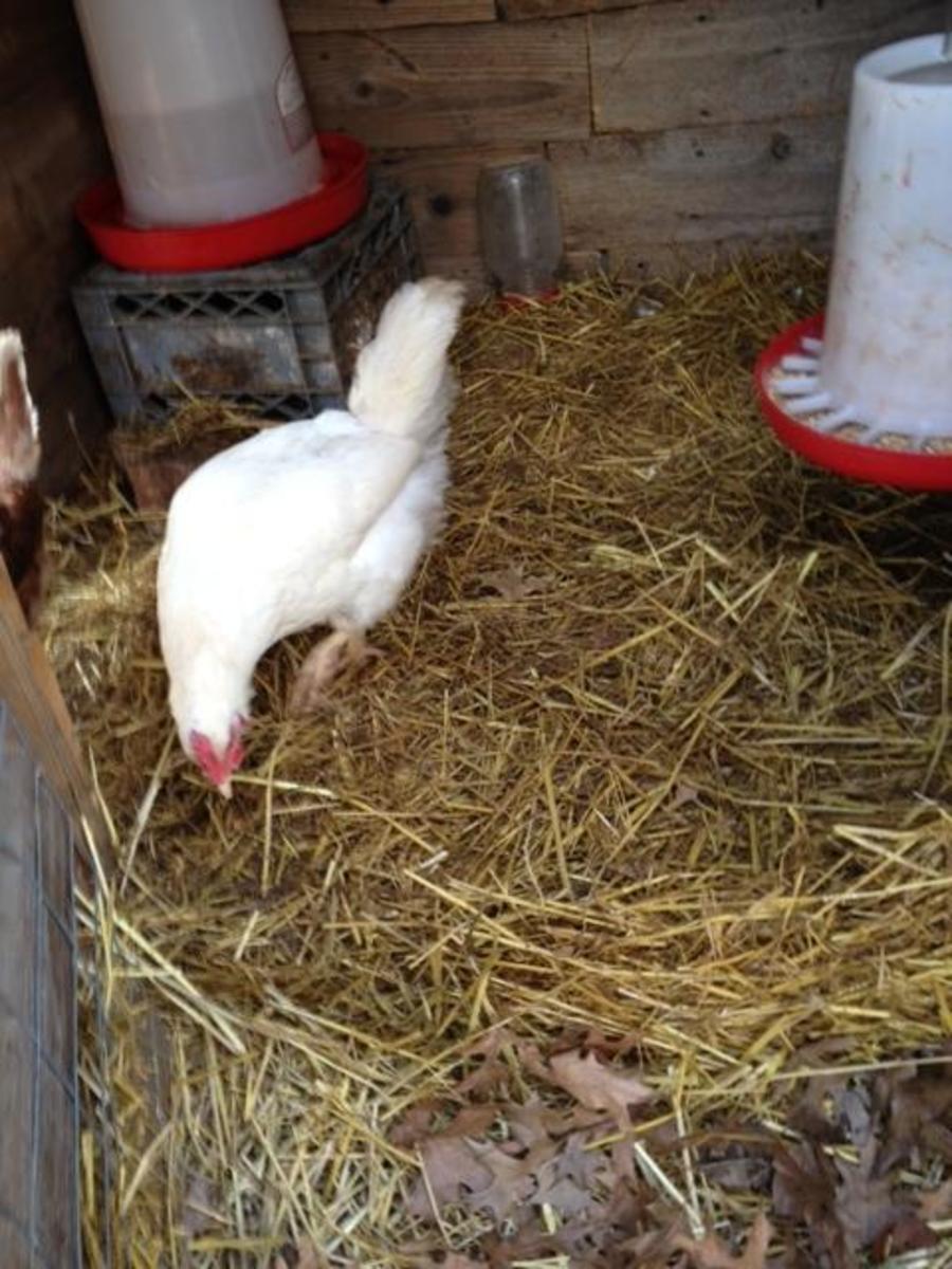 A thick layer of straw will help insulate a chicken coop in the winter time.