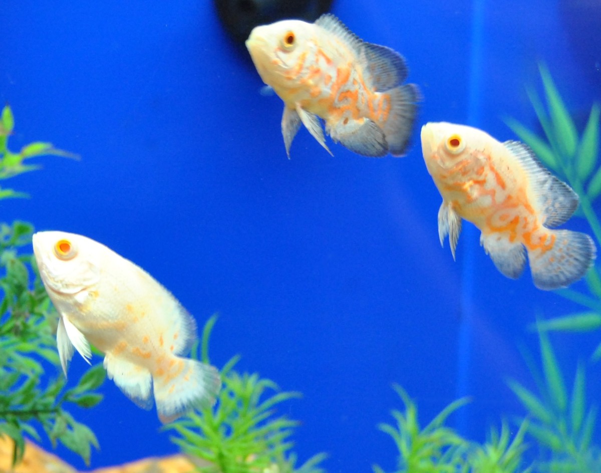 What Is the Best Fish to Keep in a Fishbowl? - PetHelpful