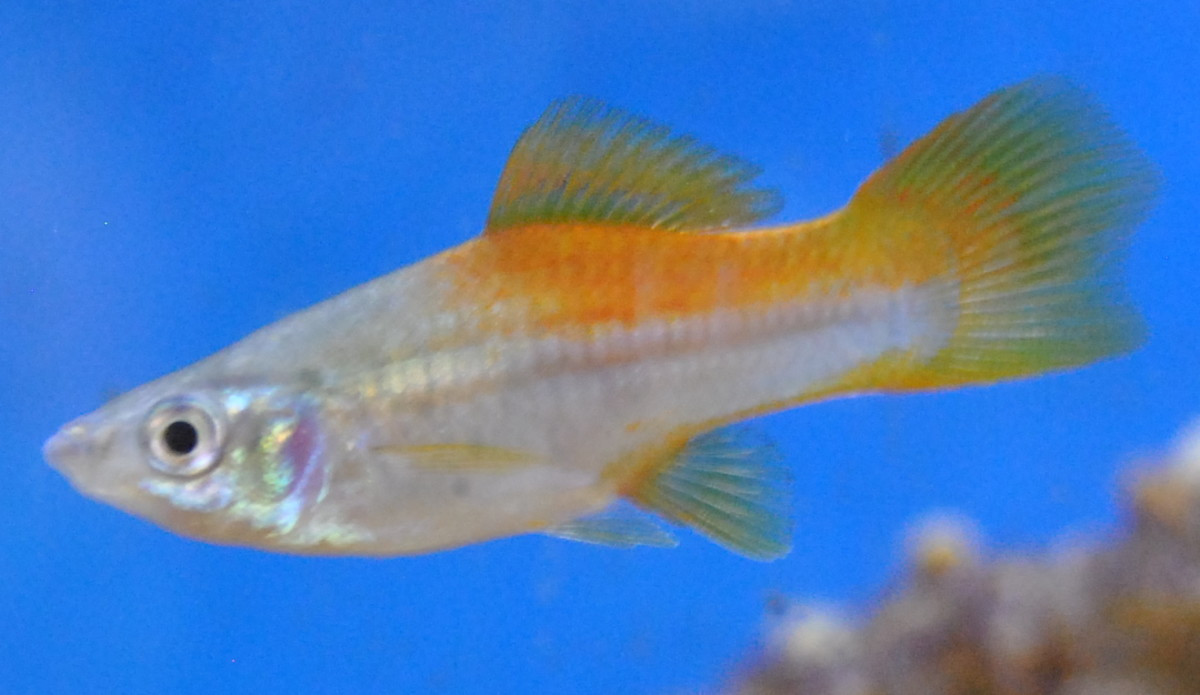 Under certain circumstances, female Swordtail can change into a fully functioning male.