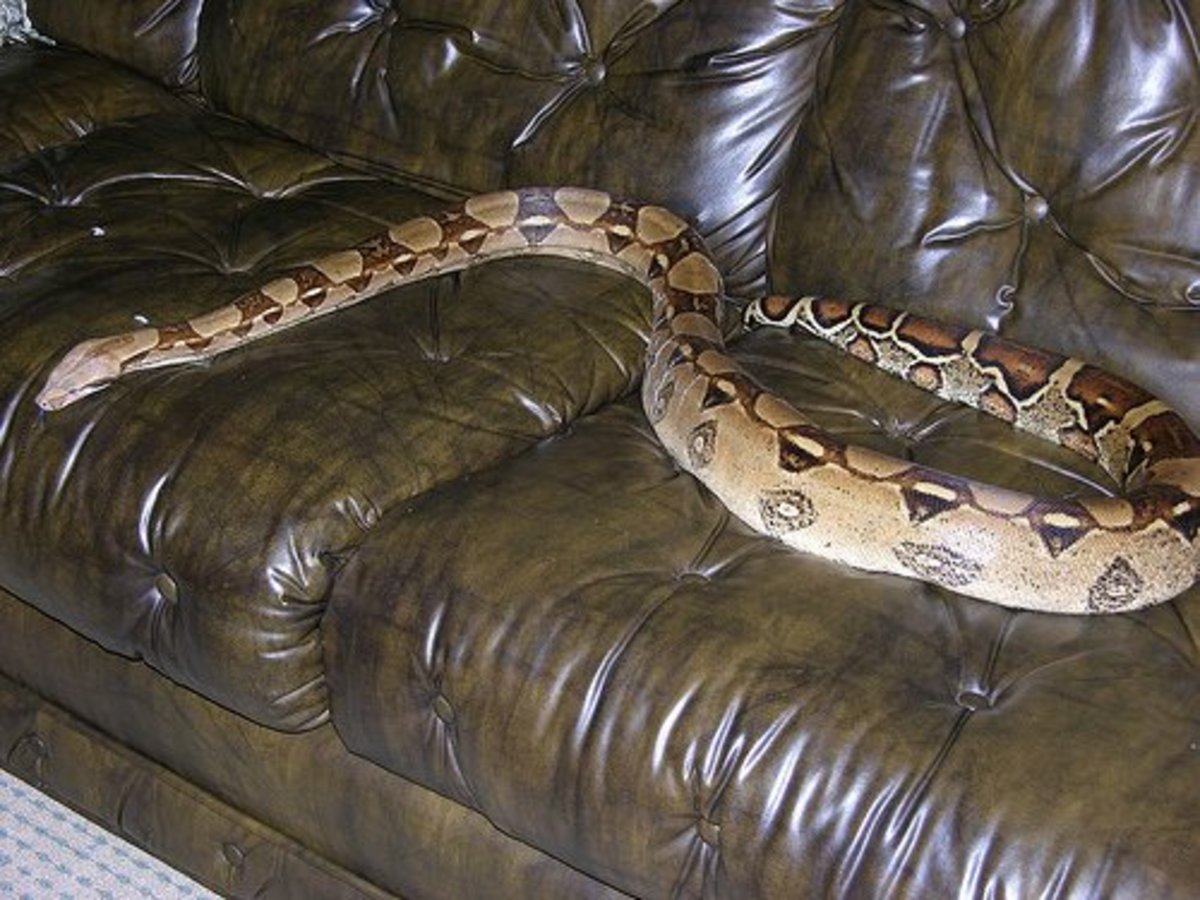 A large boa constrictor on a couch. 