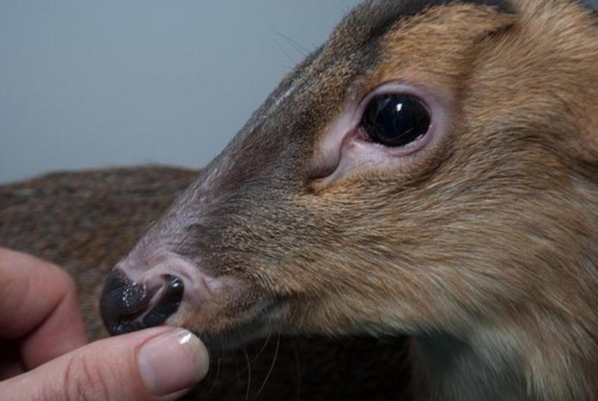 A muntjac deer sniffing a finger.
