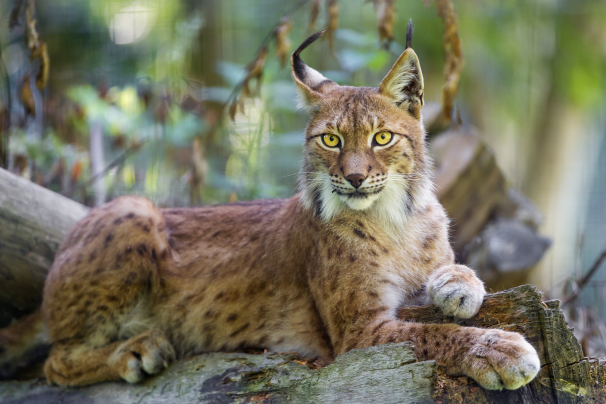 A siberian lynx lying on a rock. 